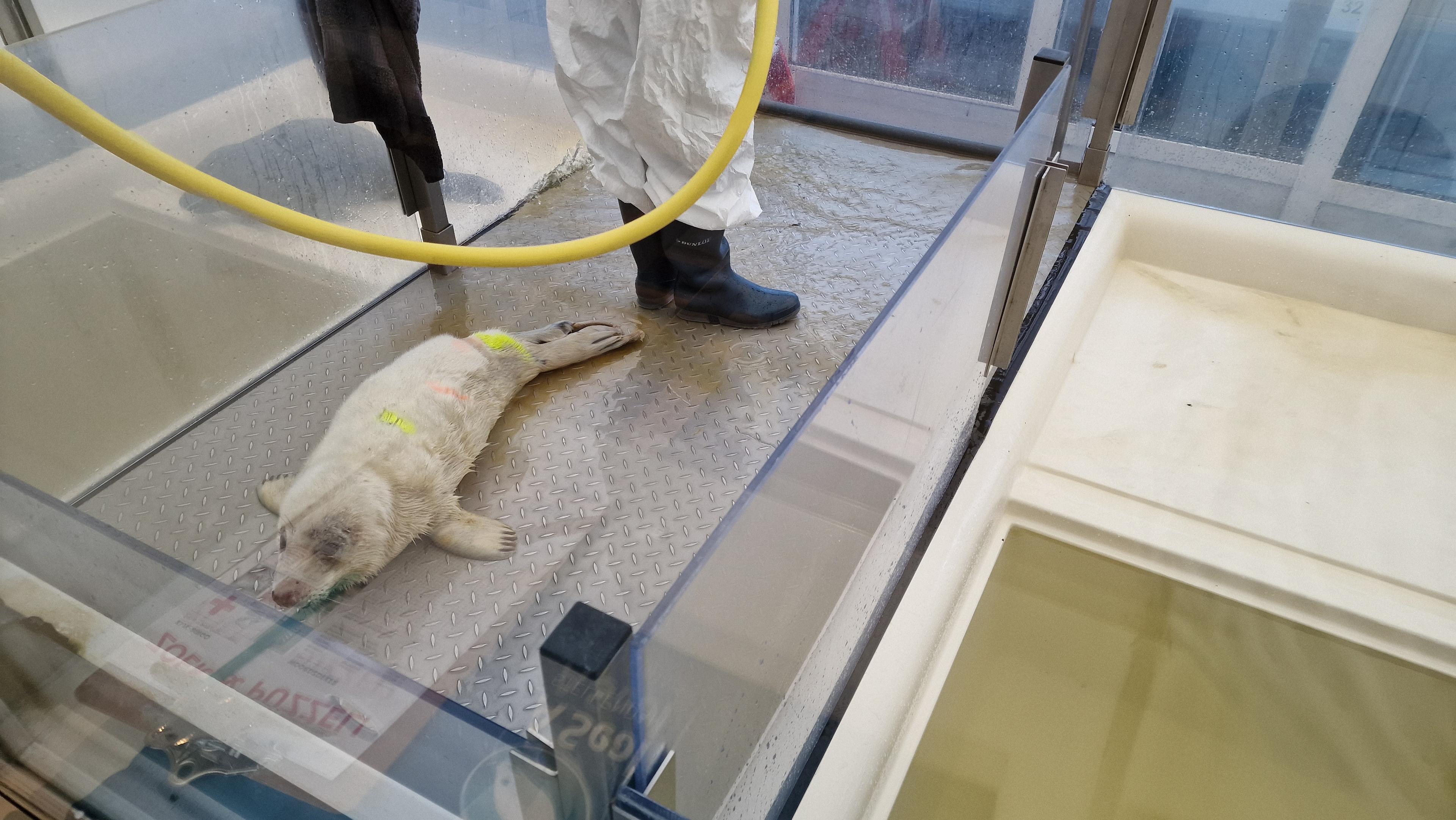 A Seal, zieke zeehond