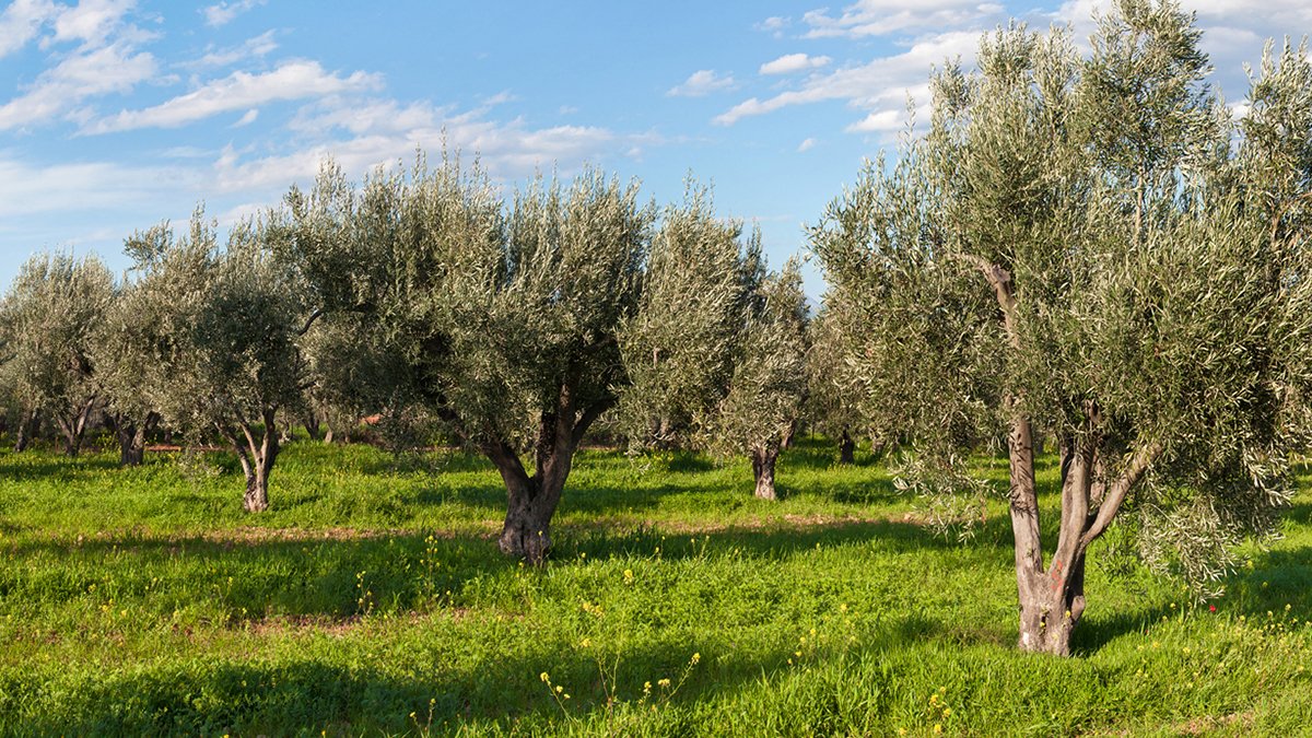 Hiking trails through ancient olive groves