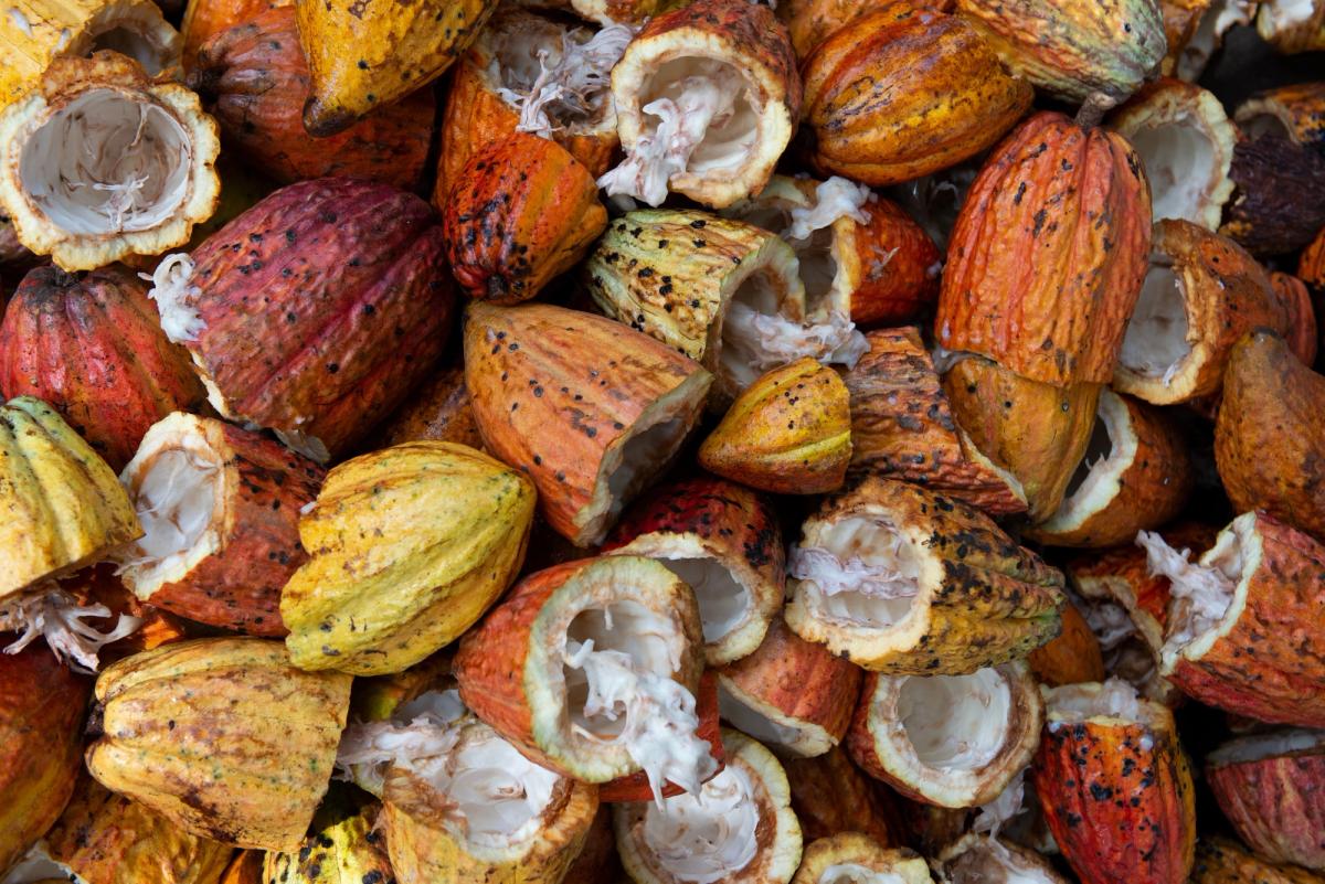 A Brief History of Cacao Vera Mexicana