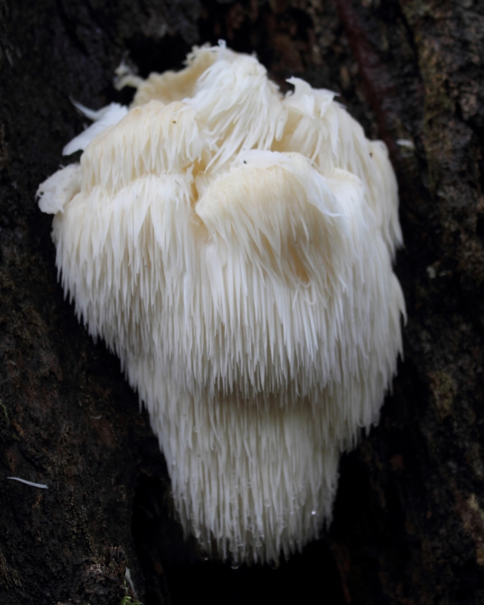 Lion's Mane