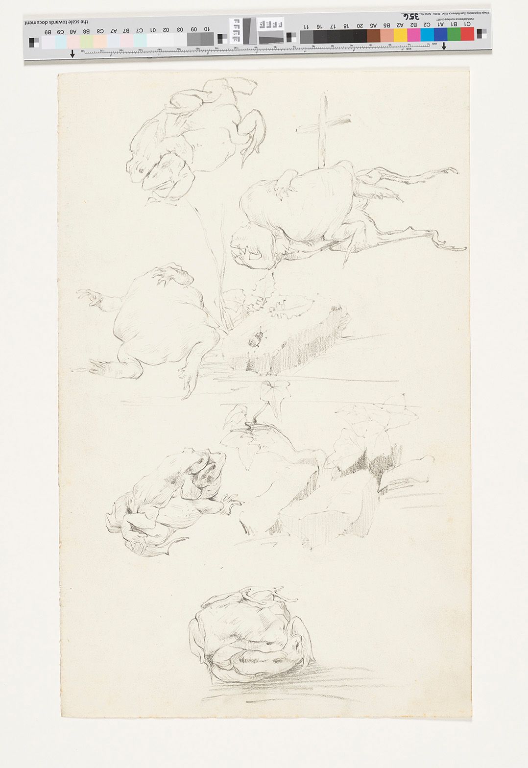 Studie von Fröschen (2 Blätter)