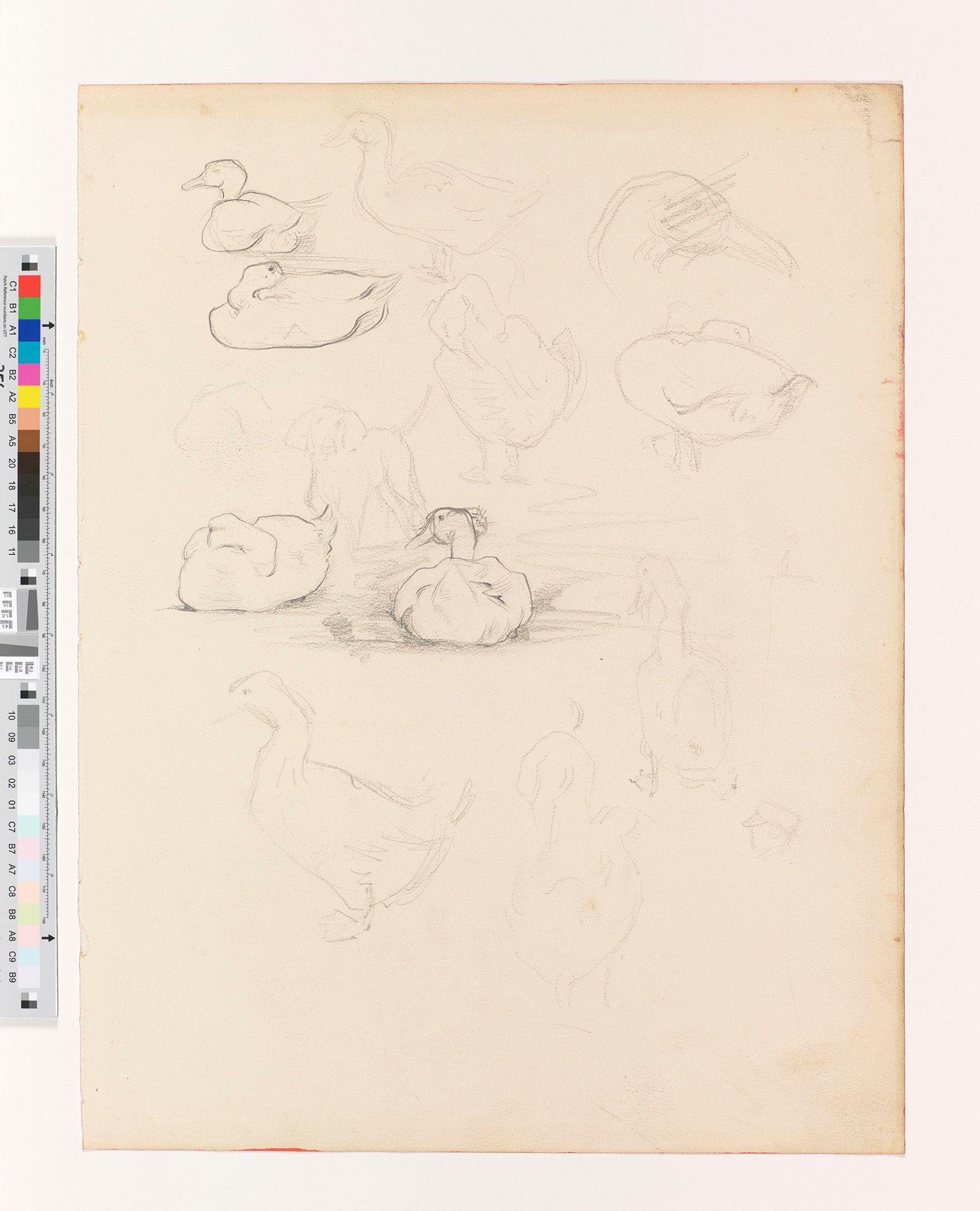 Zeichenstudie von Enten.