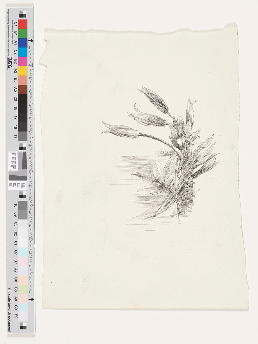 Zeichnung von Blüten. Die Blüten sind noch geschlossen und nach links geneigt. Detaillierte Zeichnung. 