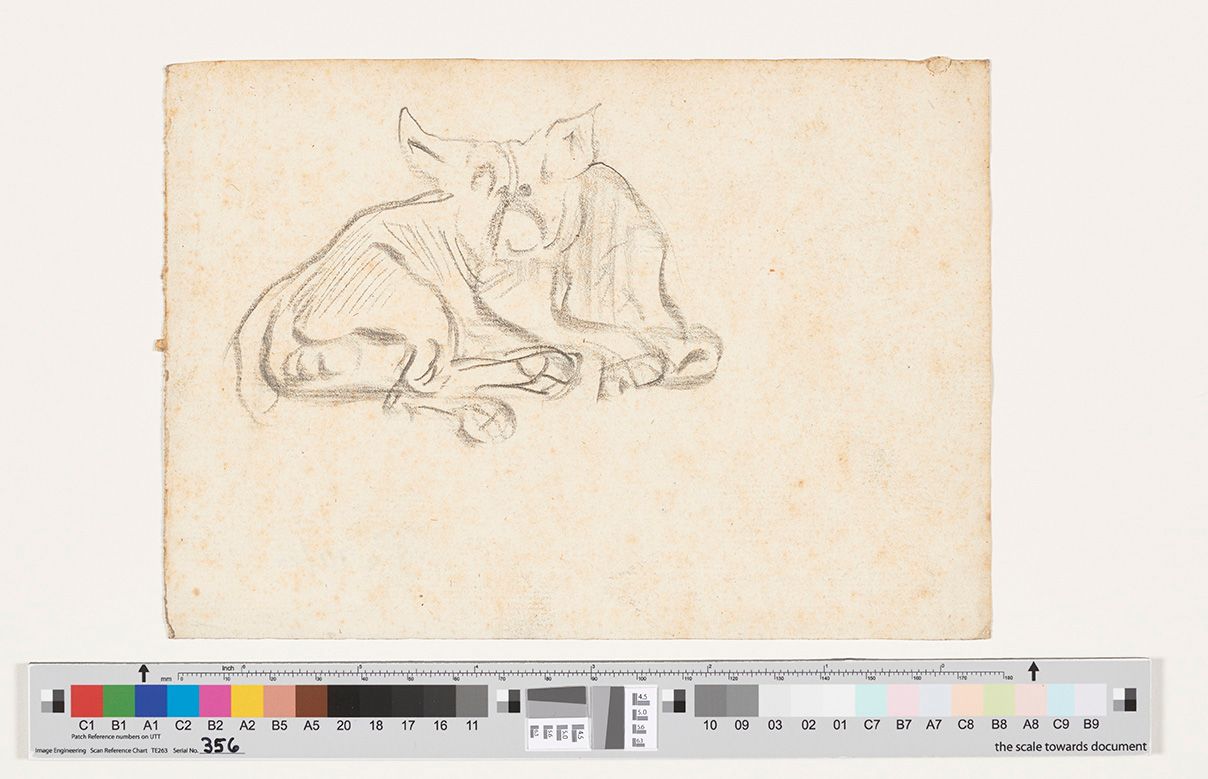 Bleistiftzeichnung. Skizze eines liegenden männlichen Hundes. Der Blick des Hundes ist geradeaus gerichtet.