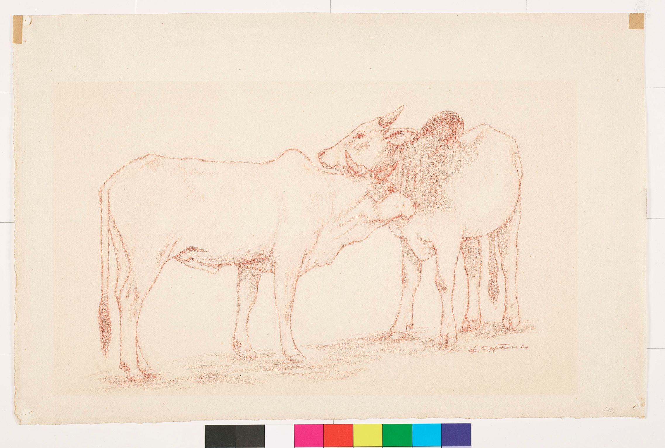 Zeichnung von zwei Zebus.