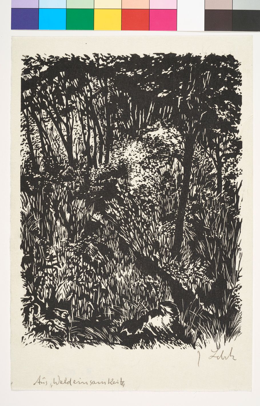 Blick auf einen Wald mit stark wucherndem Gestrüpp.