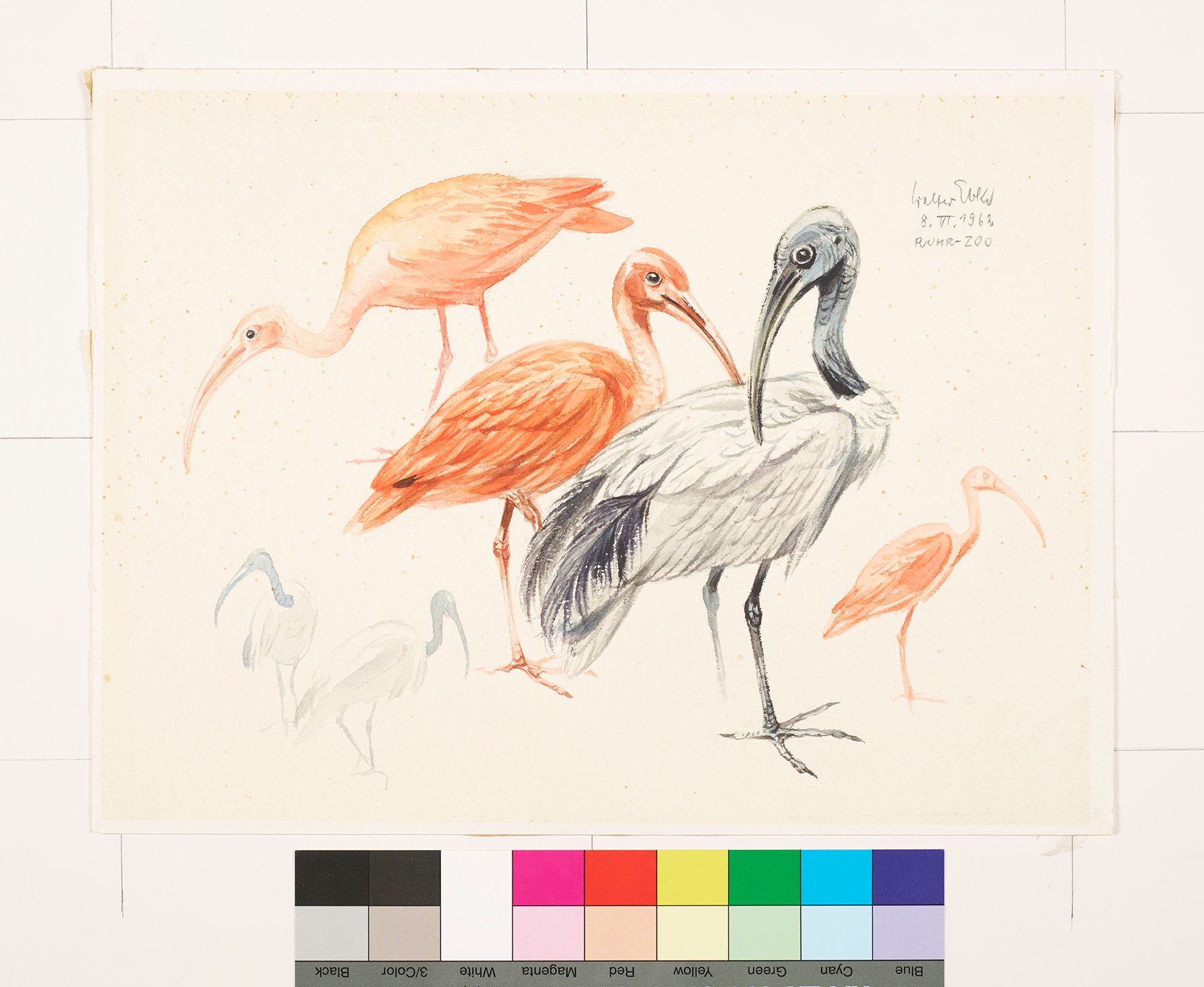 Zeichenstudie einer Ibisse.