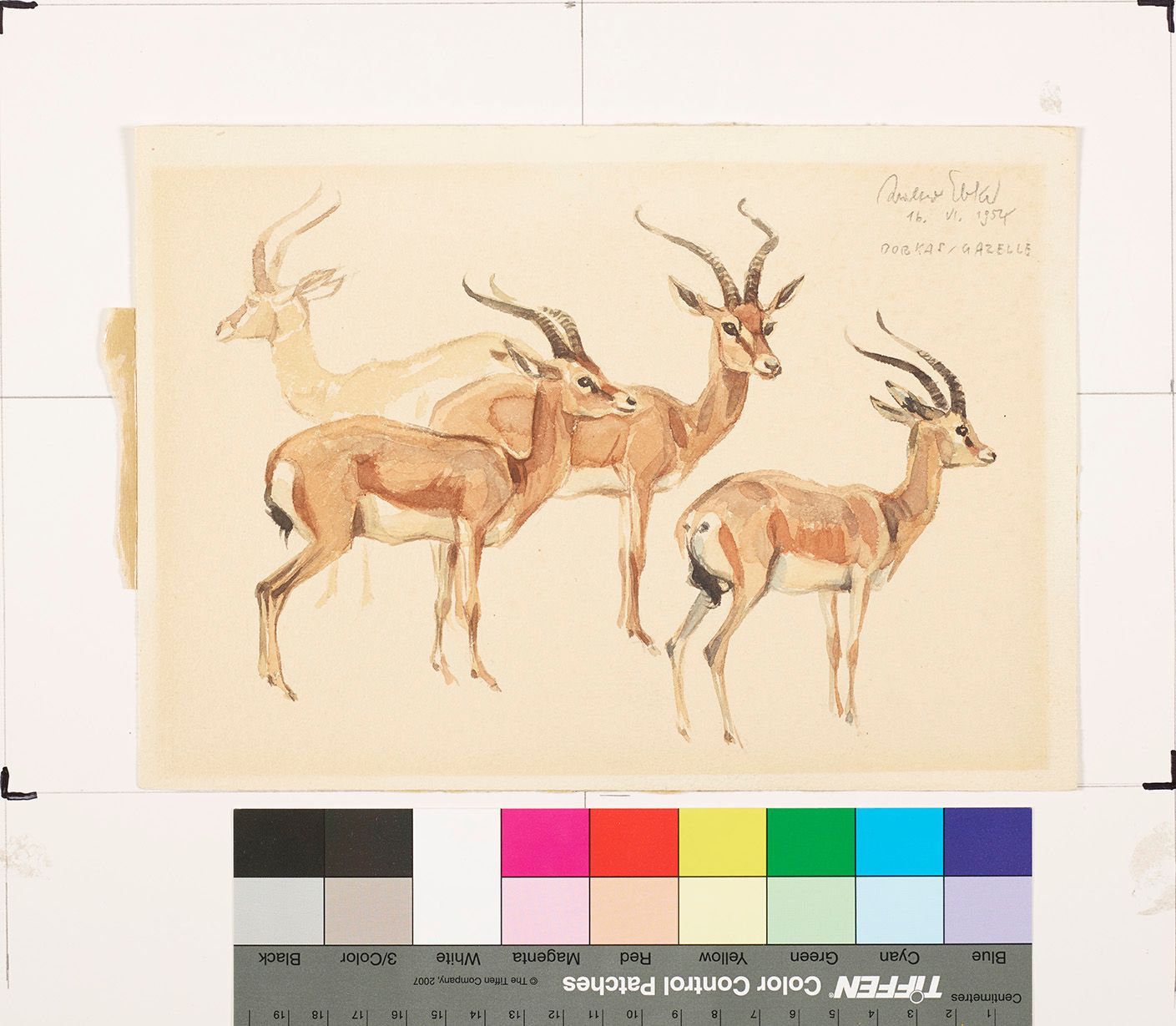 Zeichenstudie von Dorkasgazellen.