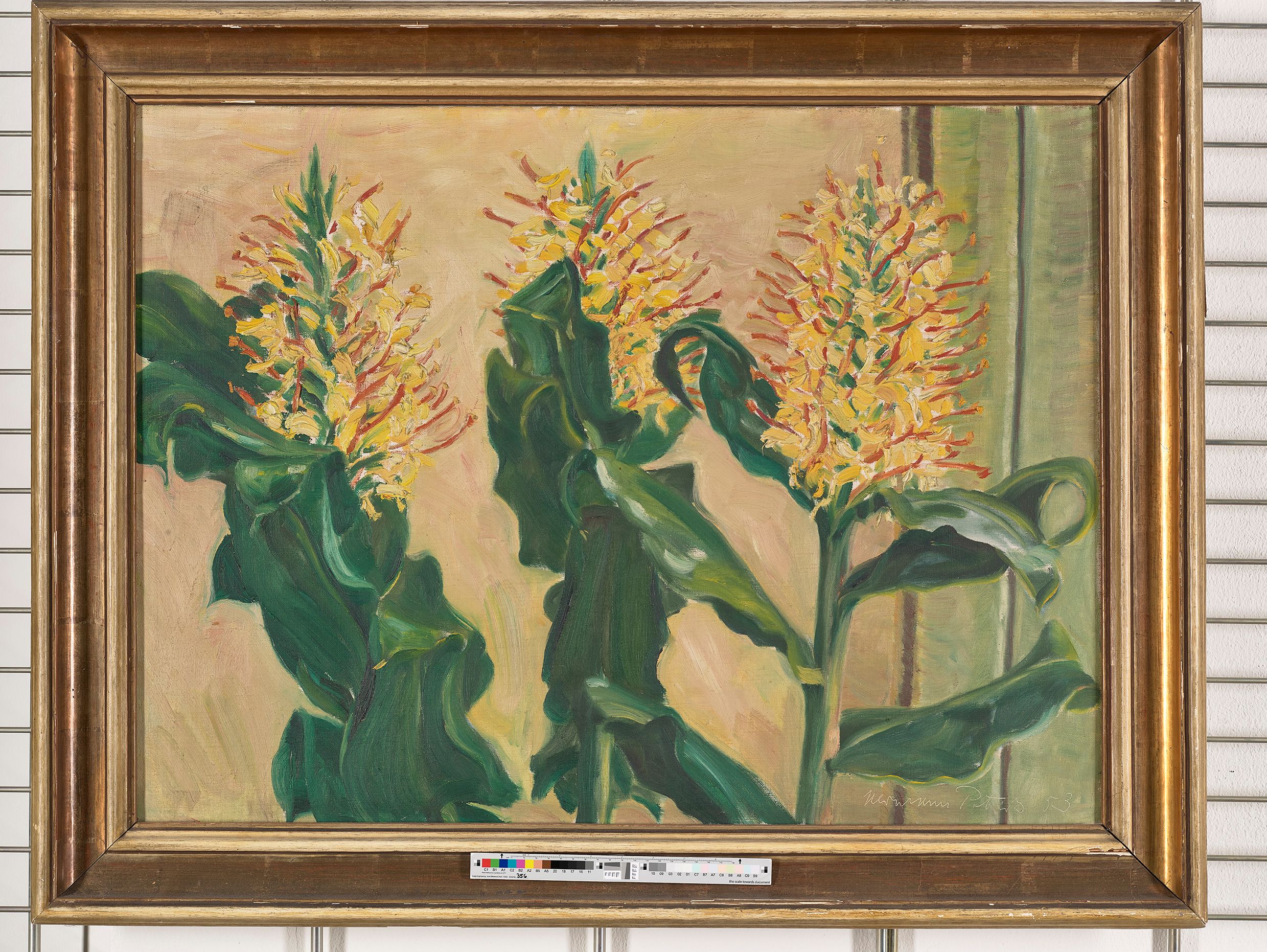 Blüten einer Ingwerpflanze. Gelbe längliche Blüten mit grünen Stängeln. 