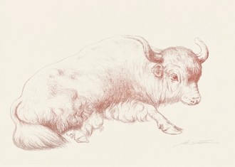 Zeichnung eines sitzenden Yaks