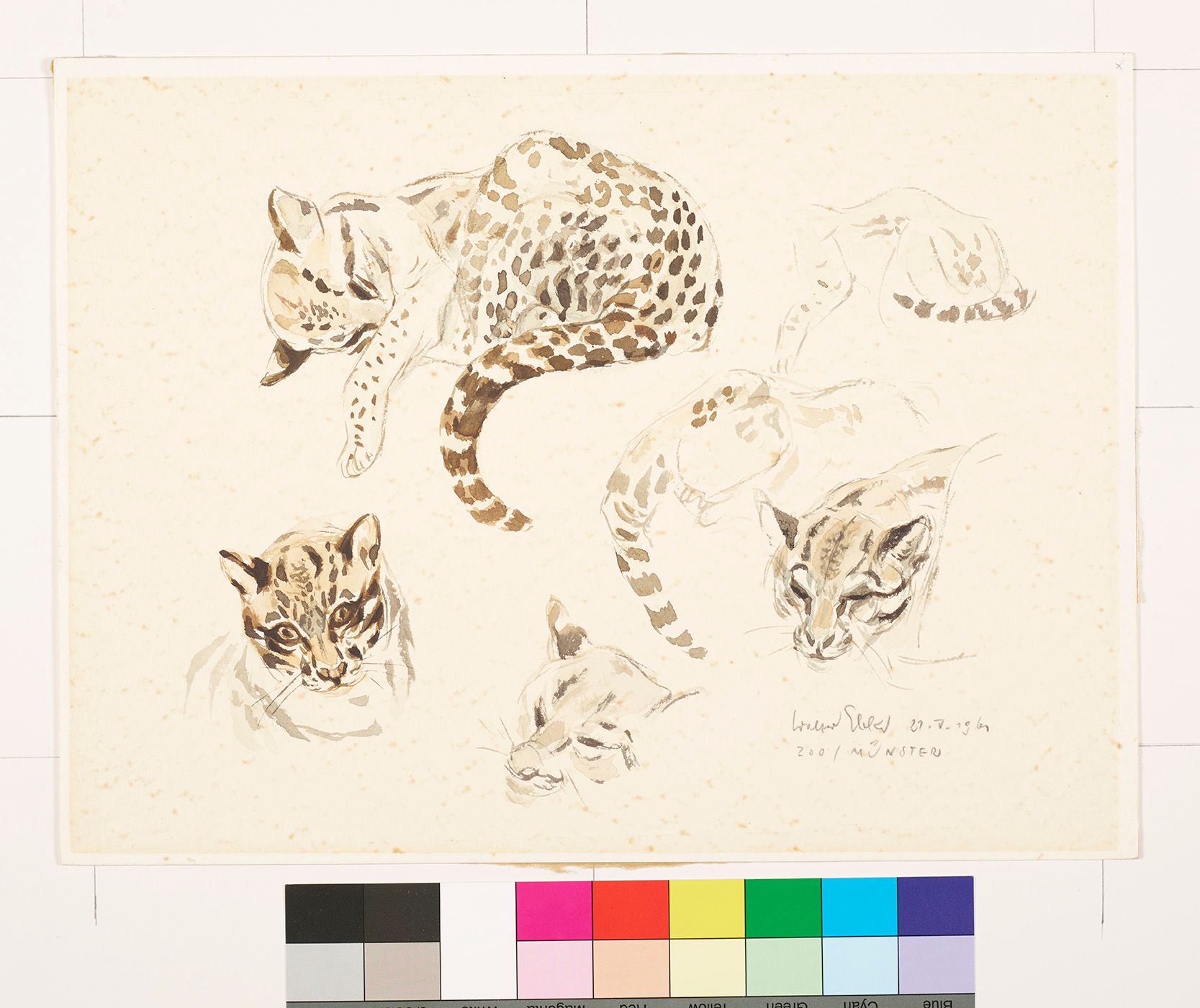 Zeichenstudie eine Ozelot.