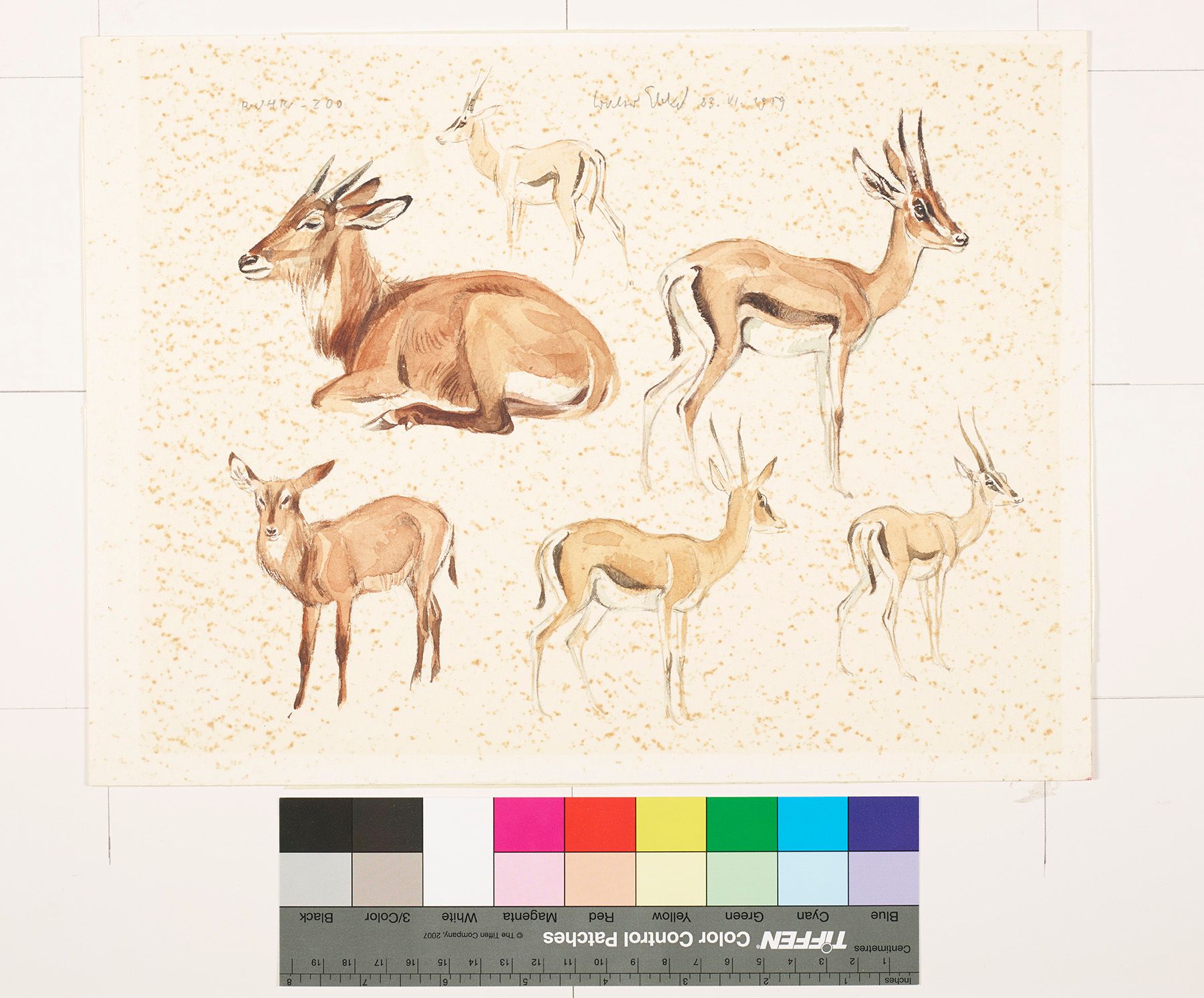 Studien eines Wasserbocks/ einer Grantgazelle.