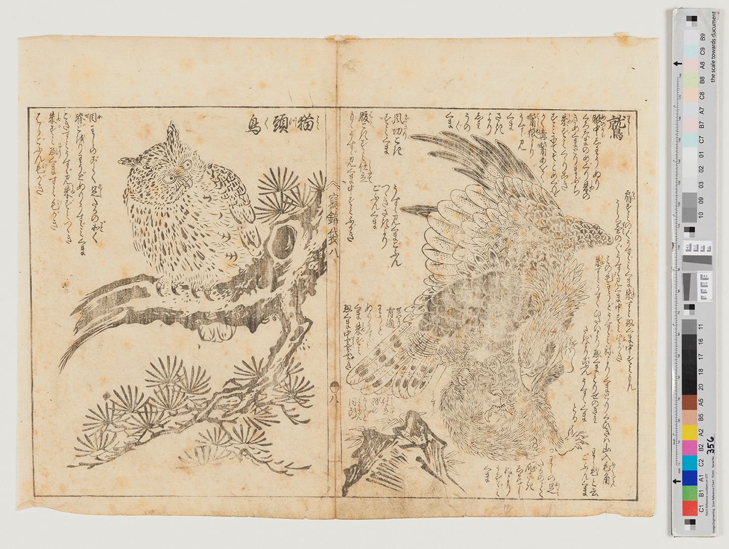 zweigeteiltes Bild. Links sitzt eine Eule auf einem Ast. Rechts ist ein Adler, im oberen Teil sind die Federn und ein Teil des Flügels  im unteren Teil die Krallen und das Gesicht des Adlers.  Des weiteren ist unten ein anderes, nicht ganz zu identifizierendes Tier zu erkennen, zumindest sind dort noch Füße und Fell zu erkennen. 