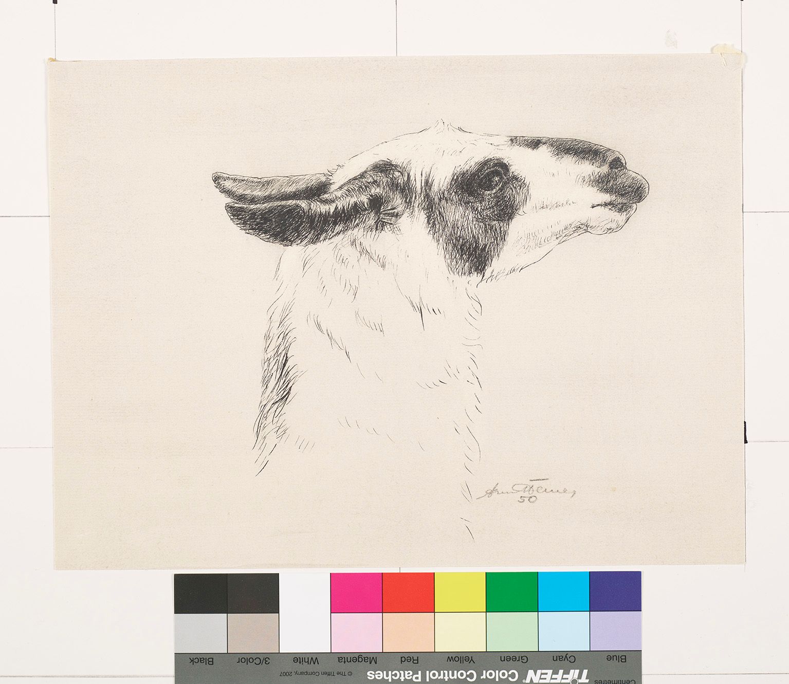 Unvollständige Zeichnung eines Lama Kopfes.