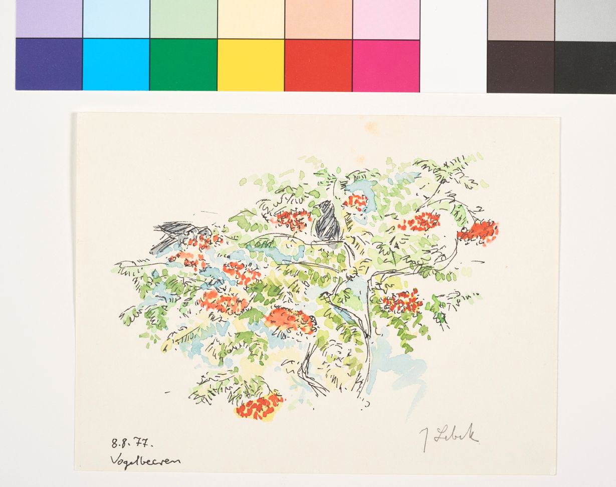 Zwei graue Vögel sitzen in de Krone eines Vogelbeerbaums.