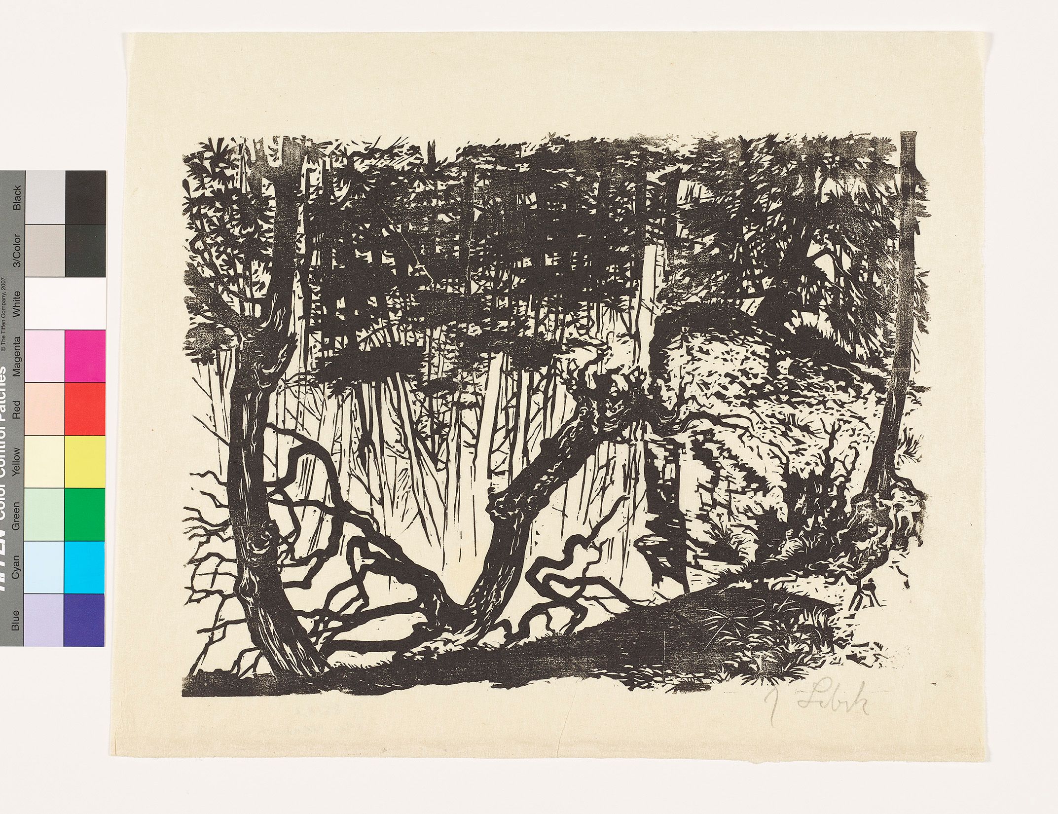 Blick auf einen entwurzelten, knorrigen Stamm im Vordergrund mit hochgewachsenen Bäumen im Hintergrund.