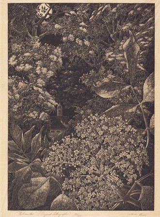 Schwarz-Weiß. Ein Holunderstrauch in Nahansicht. Blätter und Holunderbeere.