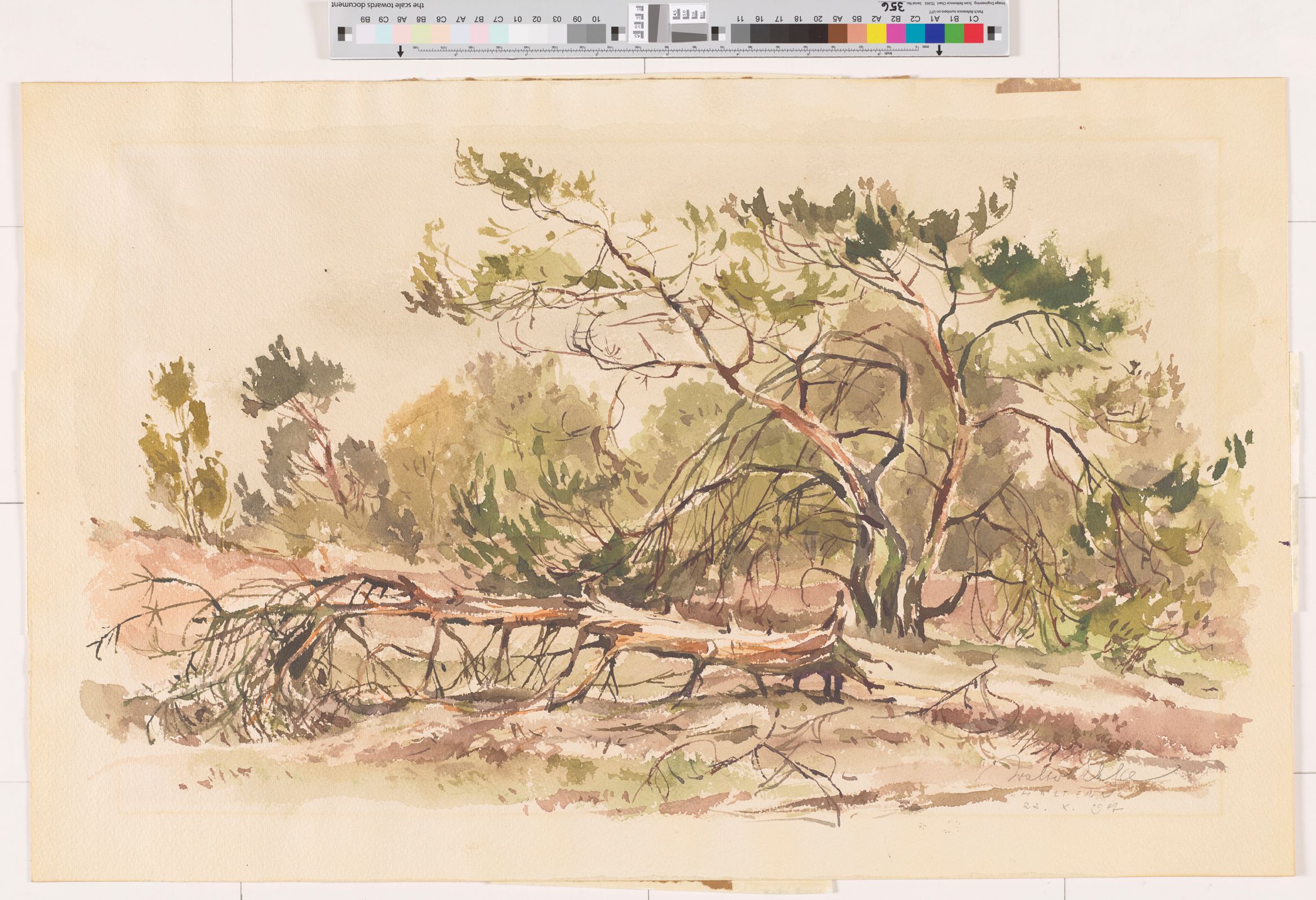 Ein Wald mit gefallenen Bäumen. Büsche im Hintergrund. 