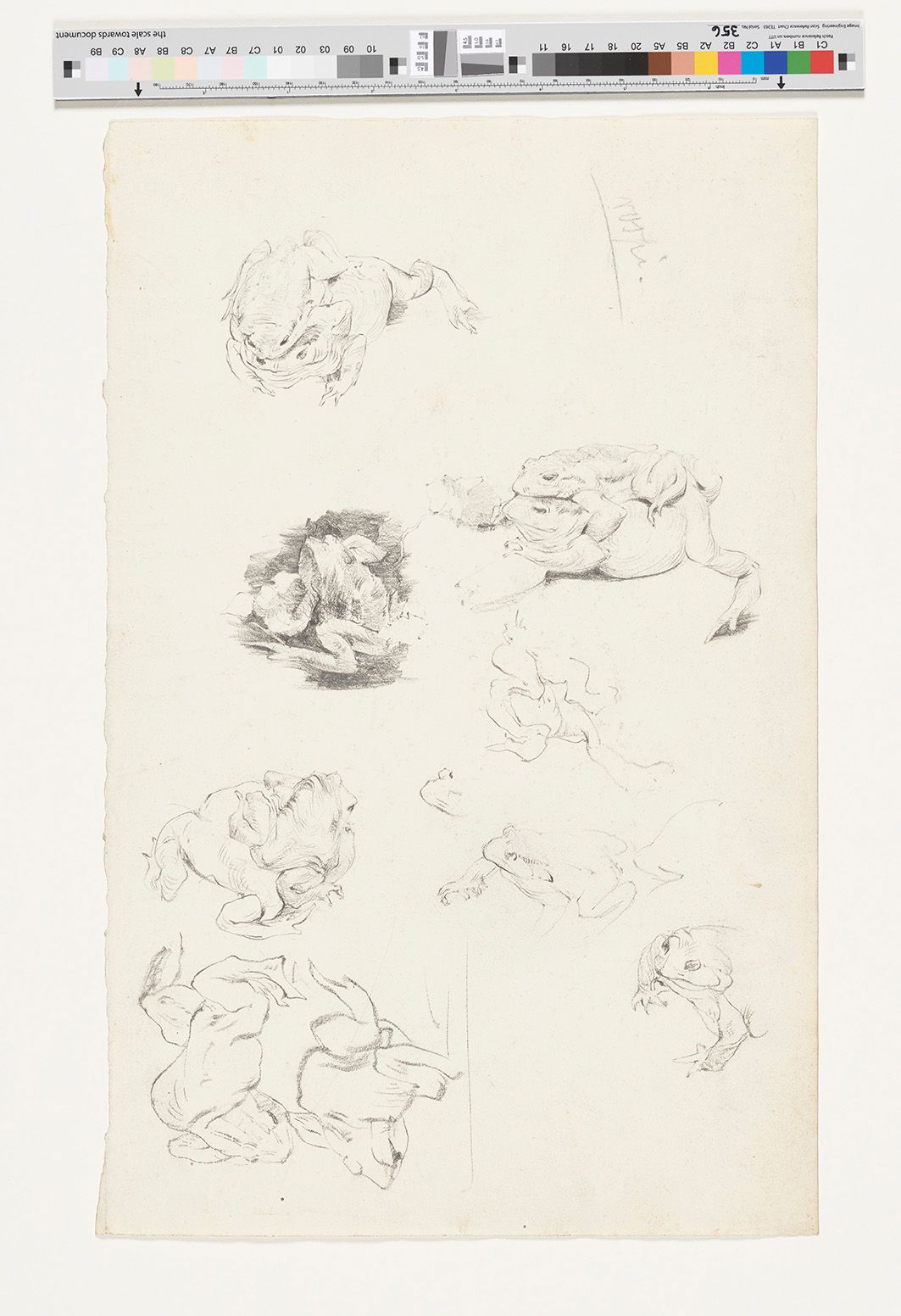 Bleistift Studie. Frösche in unterschiedlichen Positionen. 