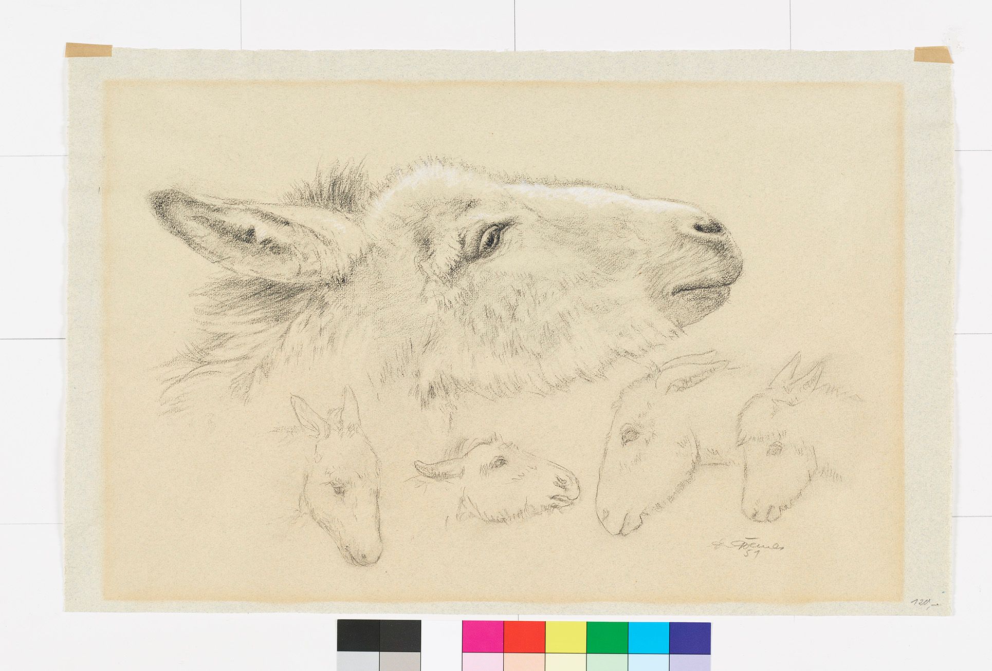 Skizze. Zwergesel Kopfstudien aus mehreren Perspektiven (Seitenprofil, Kopf nach unten, Kopf nach oben).