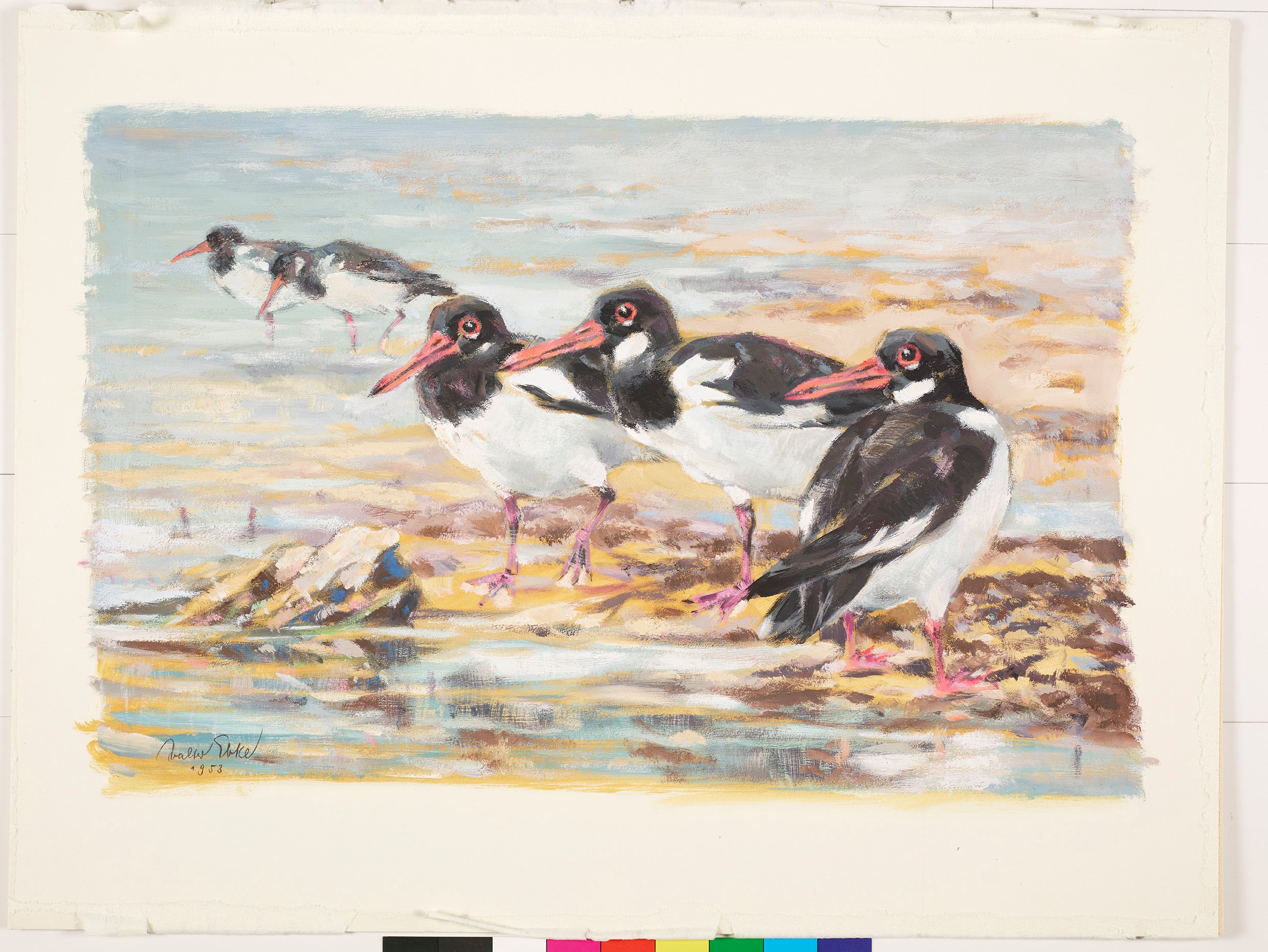 Fünf Austernfischer Vögeln am Meer.