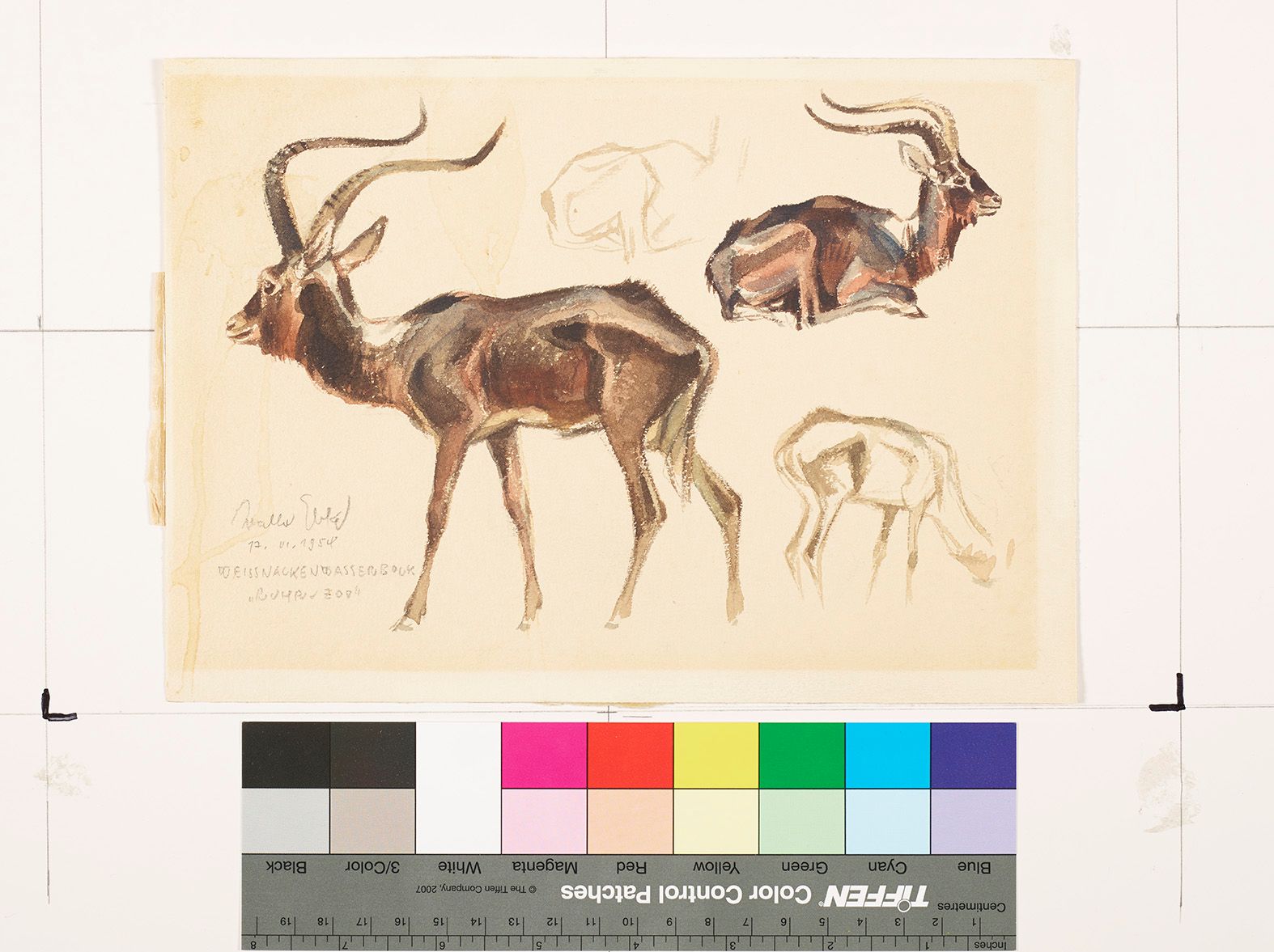 Studien eines Weißnackenwasserbocks.