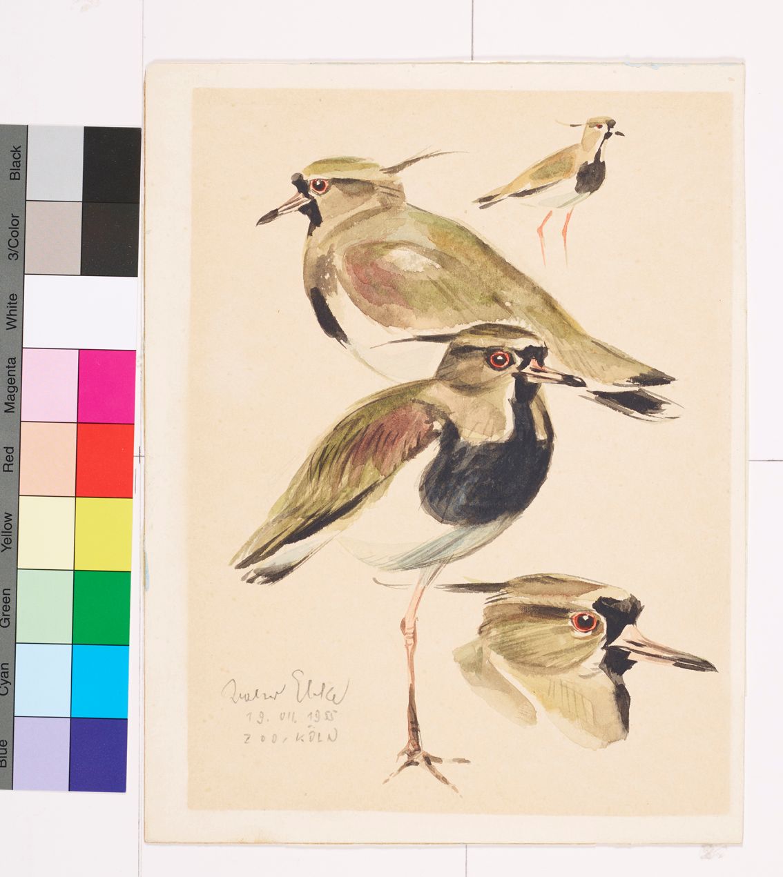 Zeichenstudie eines Kiebitz.