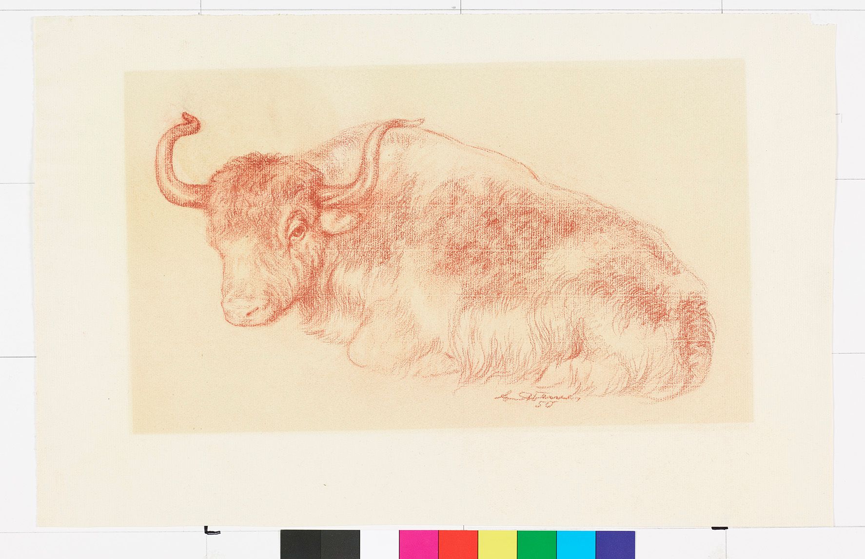 Zeichnung. Sitzende Ochse.