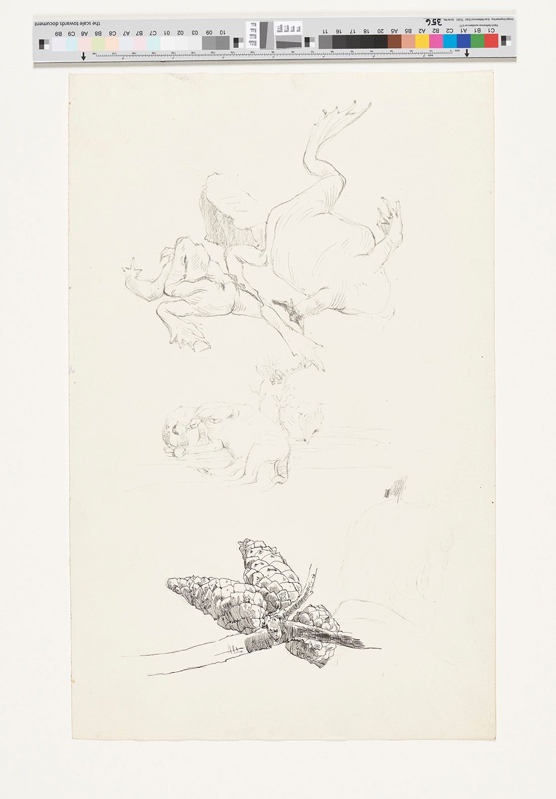 Bleistiftzeichnung. Studie von zwei Fröschen und mehreren Tannenzapfen an einem Ast. 