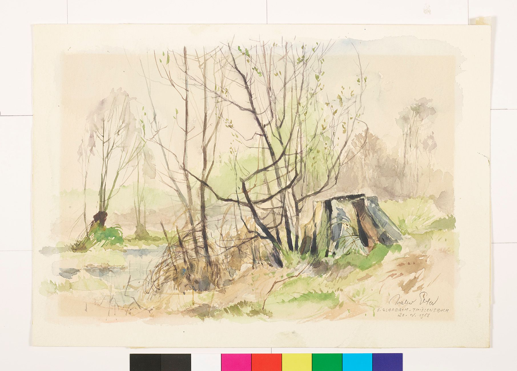 Wald mit dünnen Bäumen und einem Baumstamm.