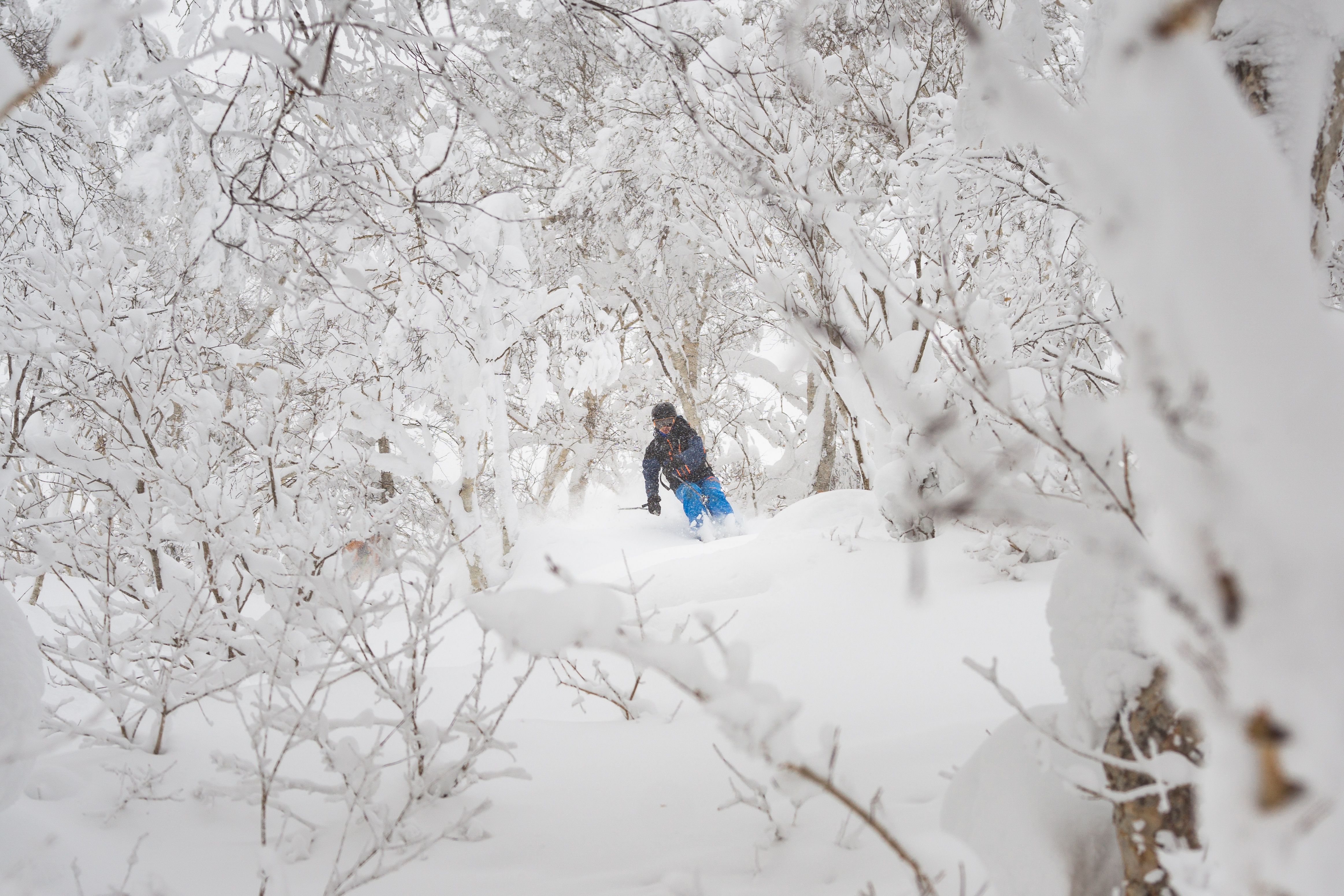 Skier exploring the snow covered trees in japow