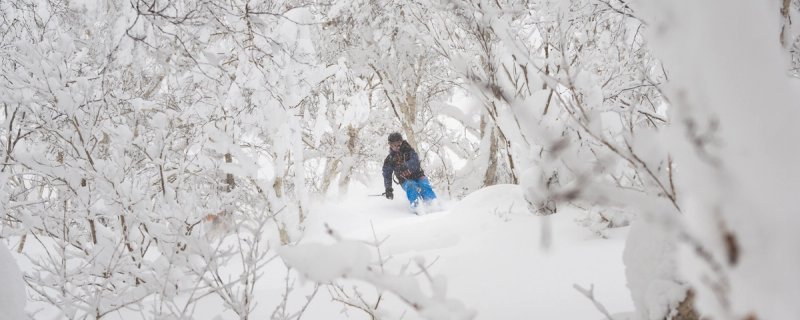 Skier exploring the snow covered trees in japow