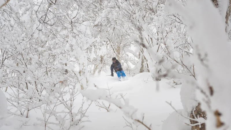 Skier exploring the snow covered trees in japow
