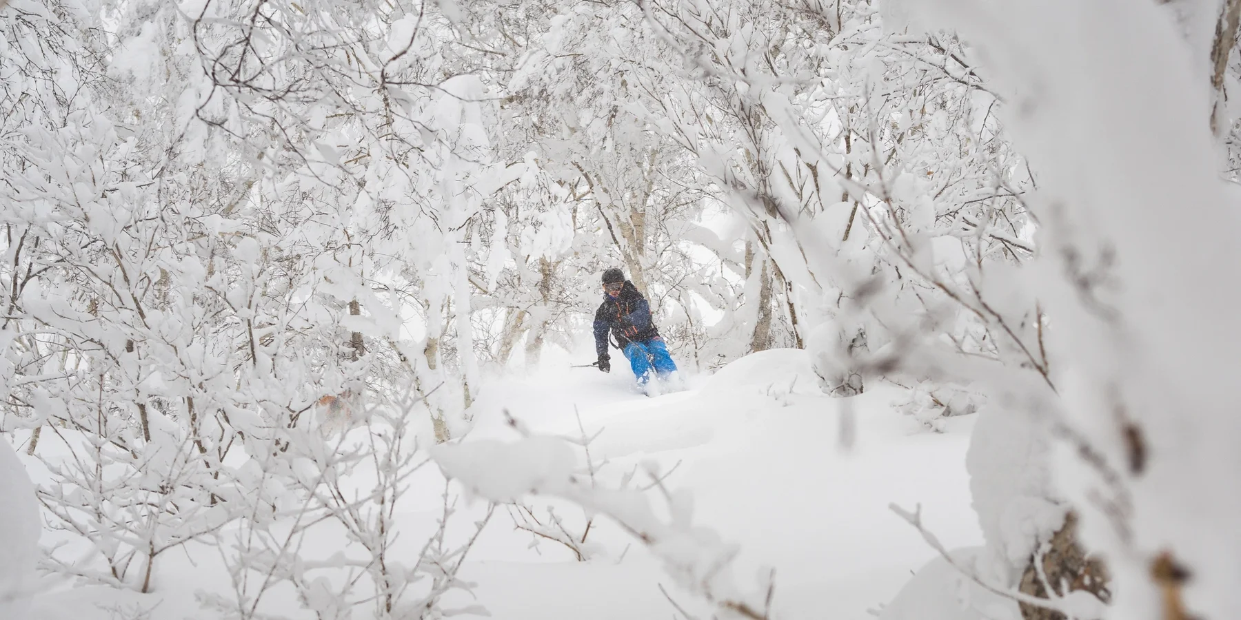 Skier exploring the snow covered trees in japow
