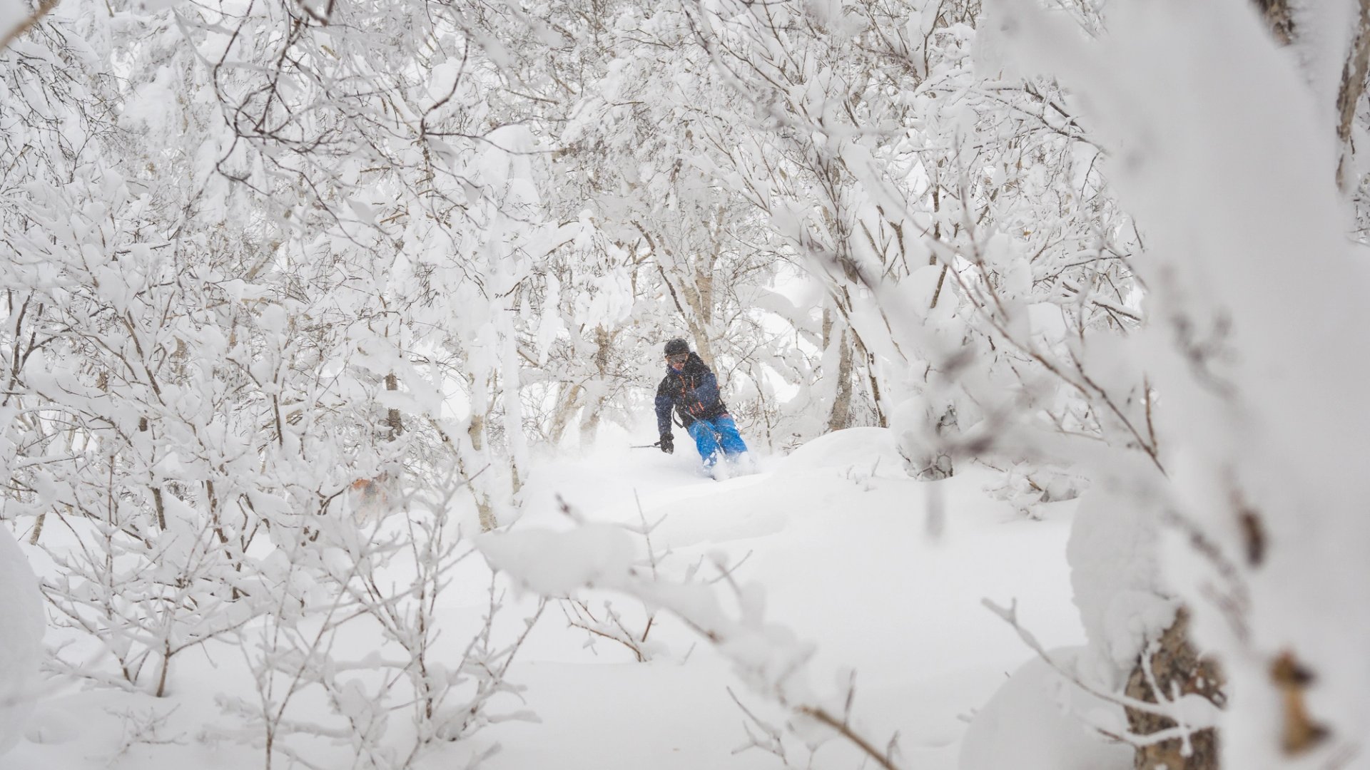 Skier exploring the snow covered trees in japow