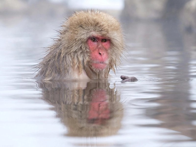 snow monkeys in Nagano region