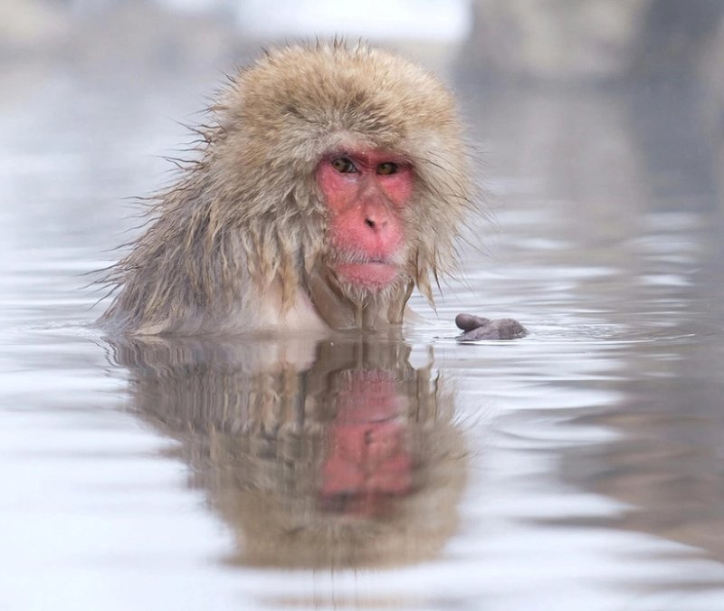 snow monkeys in Nagano region
