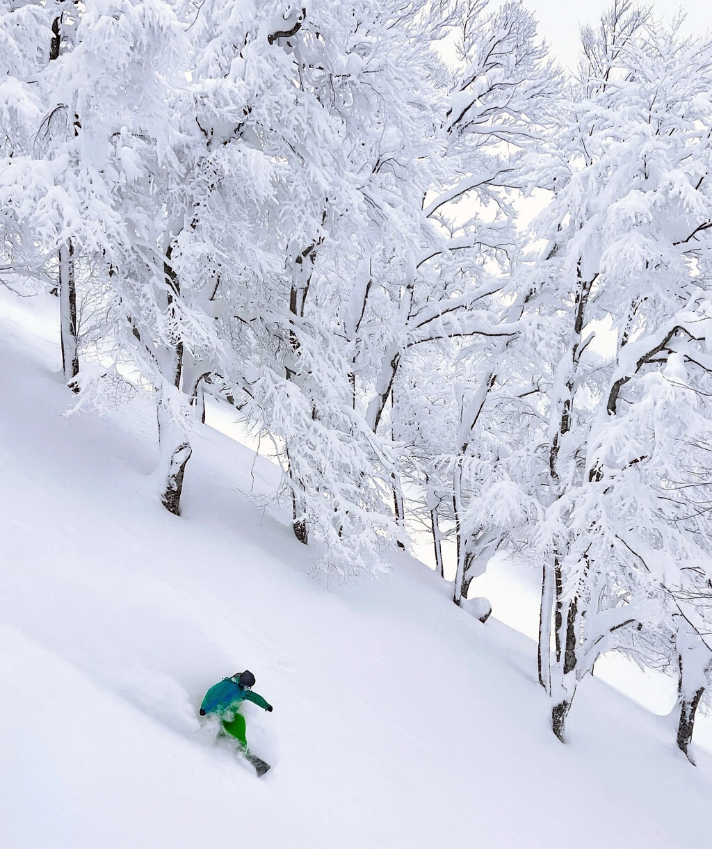 Snowboarder slashing deep powder in beech trees at Aomori Spring