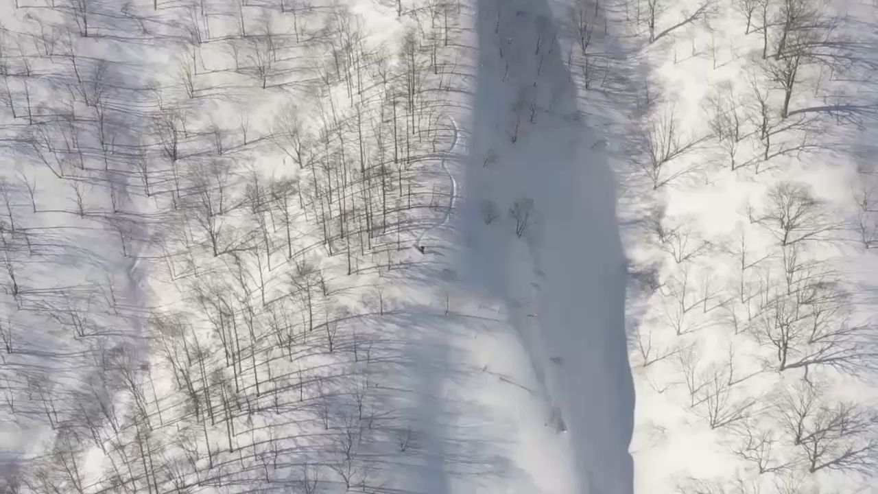 Powder in the trees