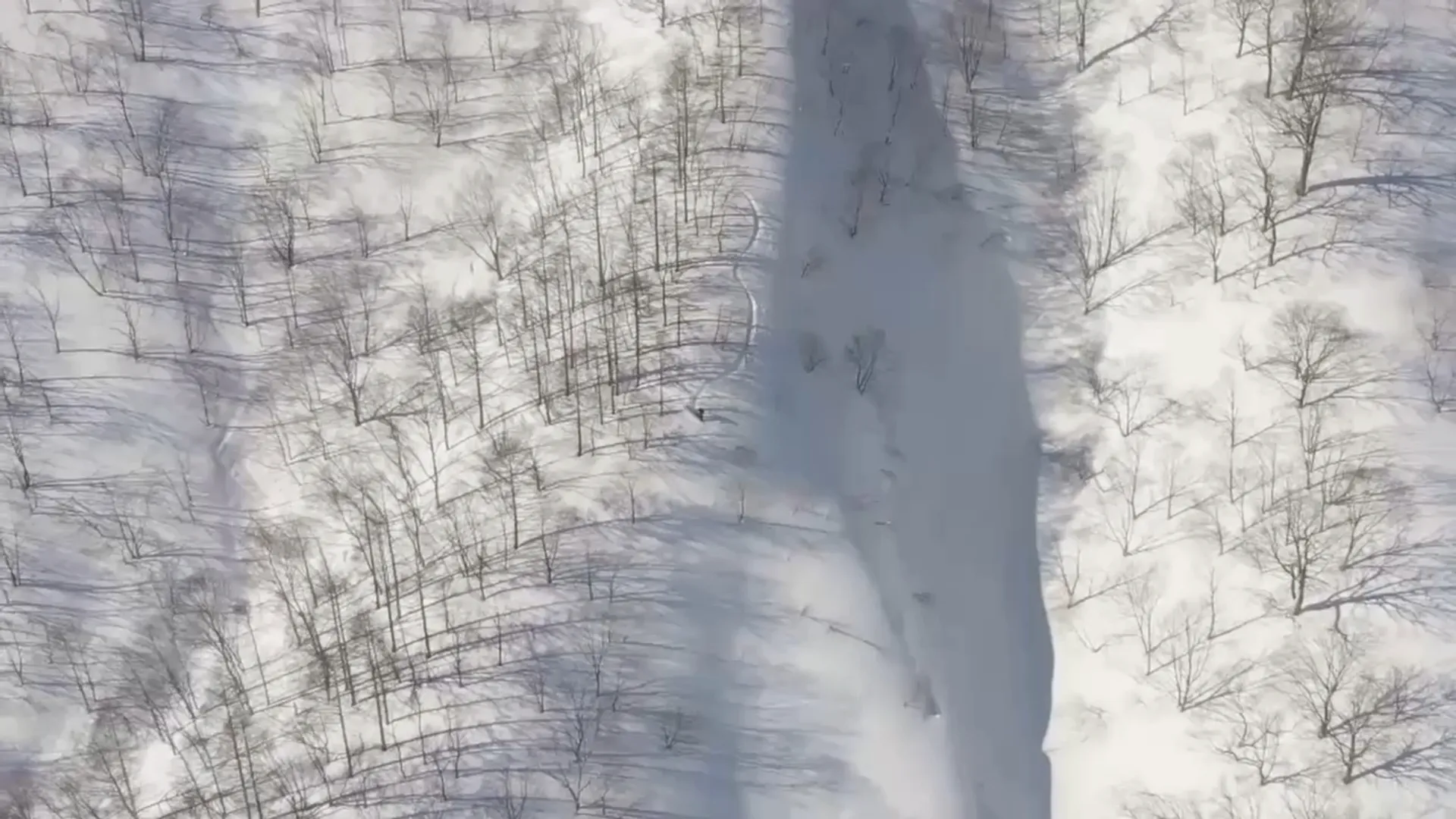Powder in the trees