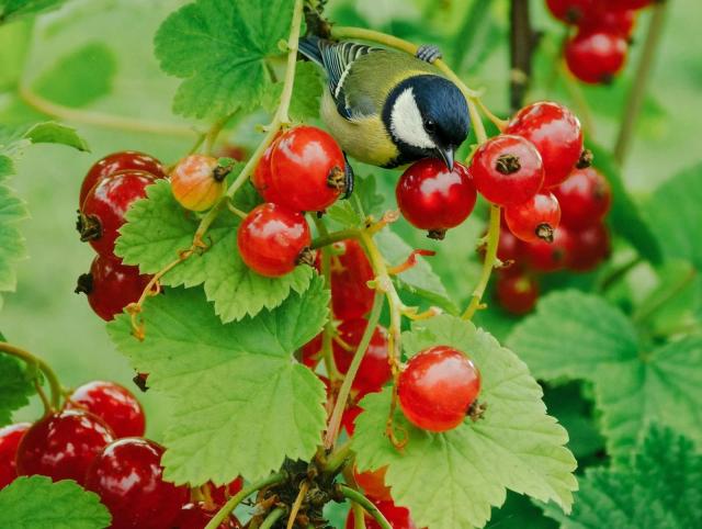 Add a small bird to an existing photo: After