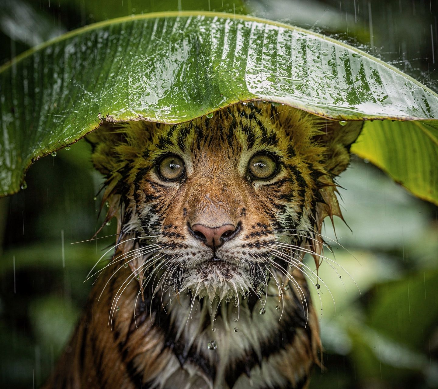Tiger cub under banana leaf in rainy jungle
