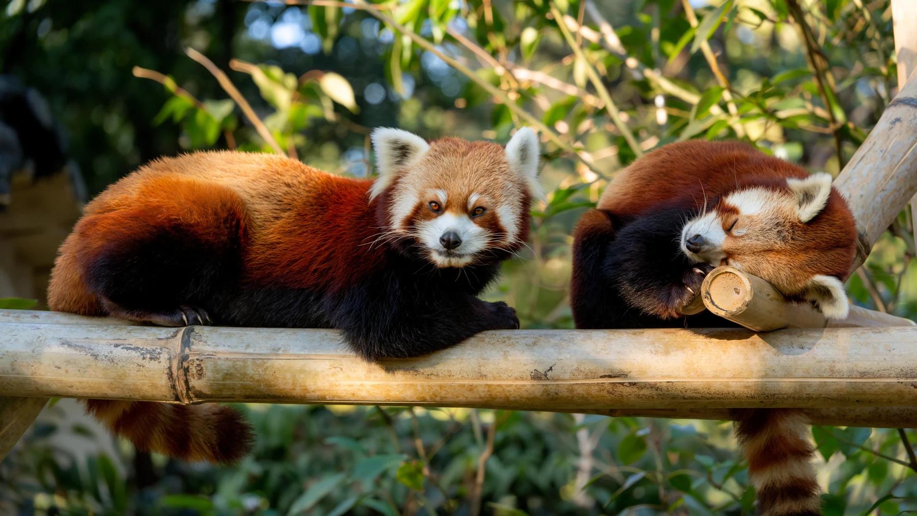 Two red pandas resting on bamboo beams among green leaves, one alert and one asleep.