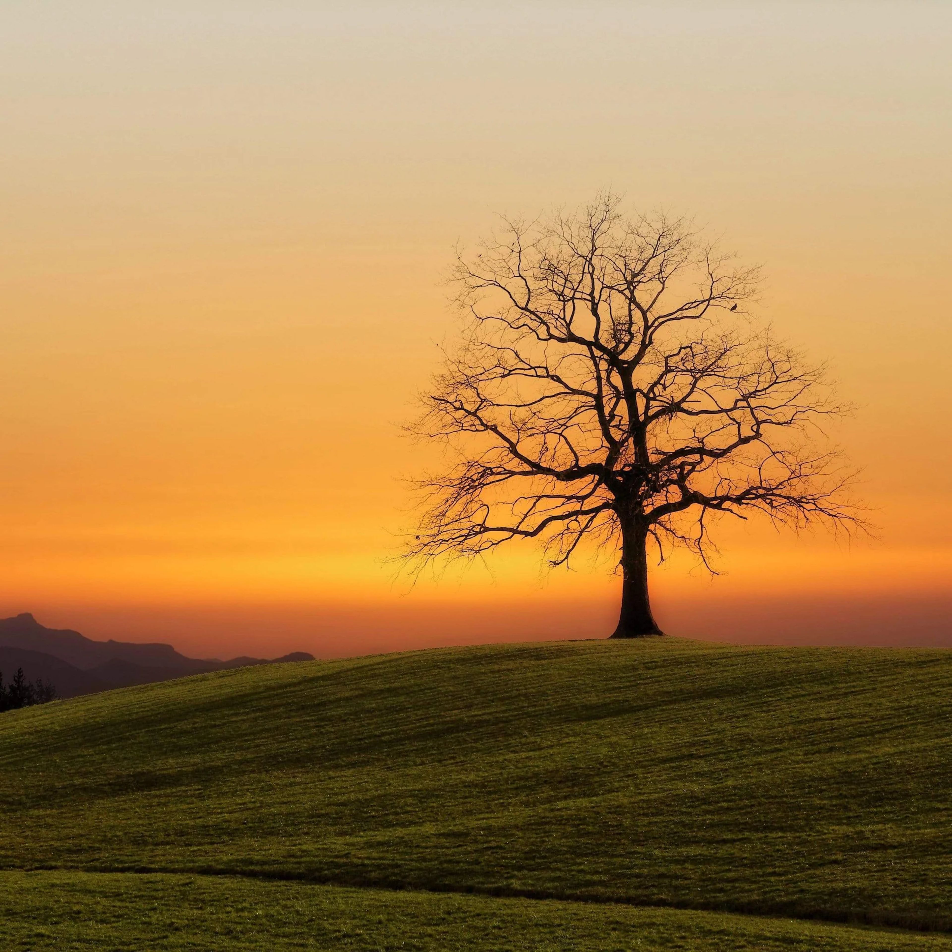 tree