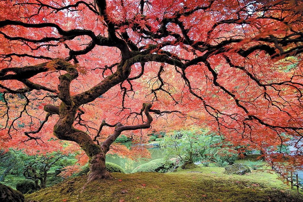 tree