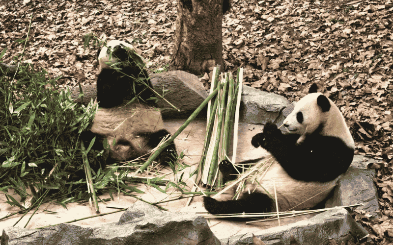 TRUNG TÂM GẤU TRÚC ĐÔ GIANG YỂN: ĐẶT PHÒNG GIÁ TỐT VỚI LAIMI