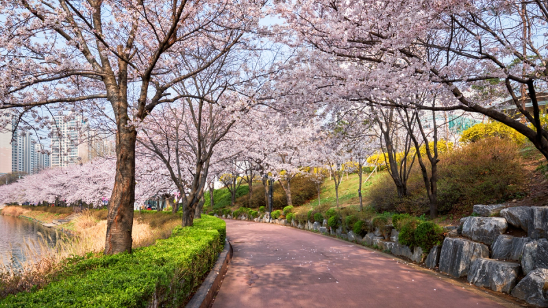 Đắm chìm trong sắc hoa anh đào mùa xuân tại Seoul: Hành trình khám phá những địa điểm ngắm hoa tuyệt nhất