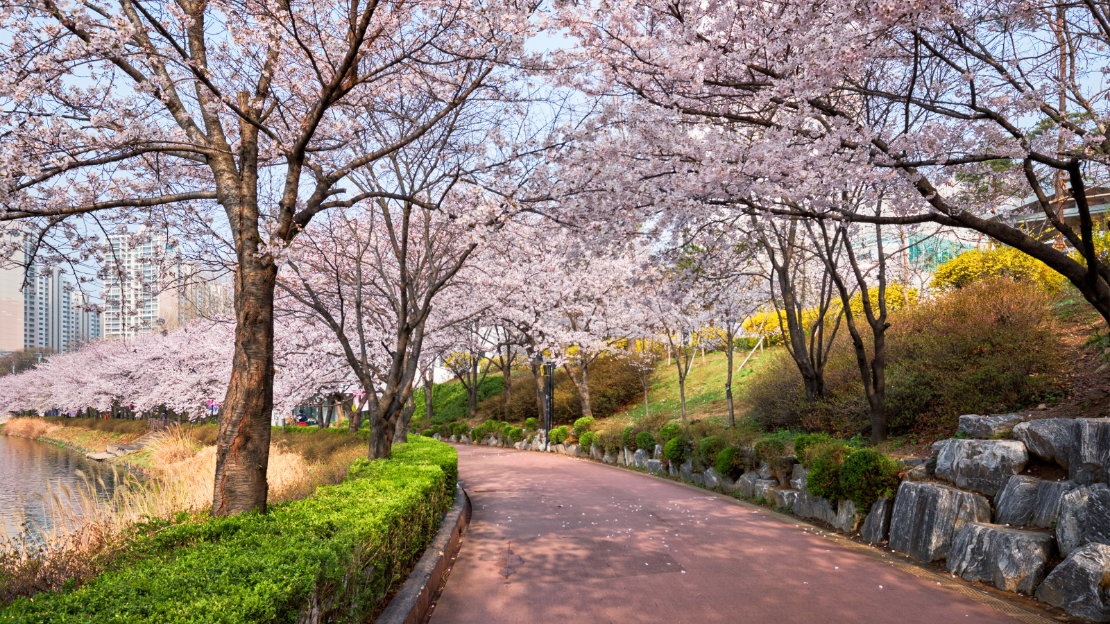 Đắm chìm trong sắc hoa anh đào mùa xuân tại Seoul: Hành trình khám phá những địa điểm ngắm hoa tuyệt nhất