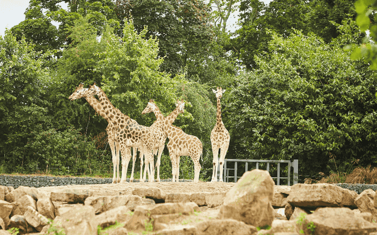 CẨM NANG ĐI CÔNG VIÊN SAFARI CHIMELONG CHI TIẾT NHẤT