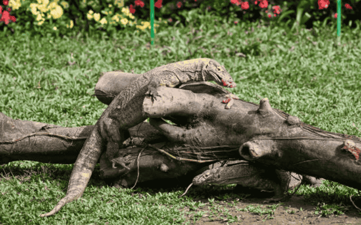 CẨM NANG ĐI CÔNG VIÊN SAFARI CHIMELONG CHI TIẾT NHẤT